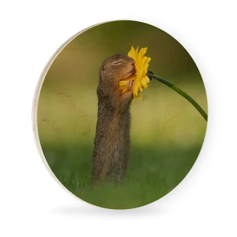 Wall Circle Wood van Duijn - Squirrel smells a flower 