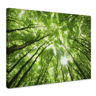 Sunny Forest 2 Canvas print 