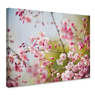 Cherry Blossoms Canvas print 