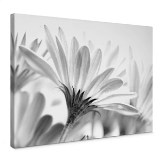 Detailed Daisy Canvas print 