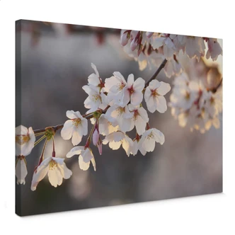 Cherry Branch Canvas print 