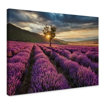 Lavender in the Provence Canvas print 