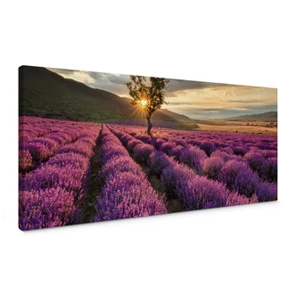 Lavender in the Provence 01 Canvas print panorama 
