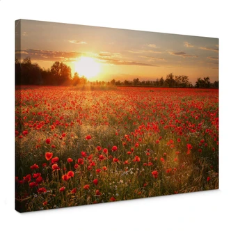 Poppy Field in Sunset Canvas print 
