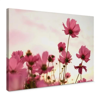 Cosmos Canvas print 