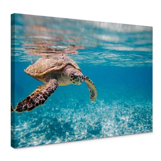 Traveling Turtle Canvas print 