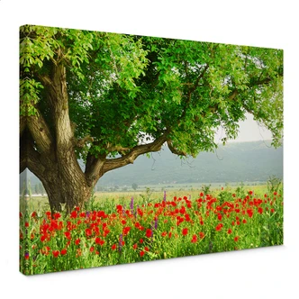 Summer Awakening Canvas print 