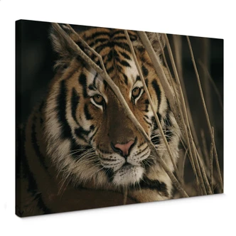 NG Tiger Canvas print 