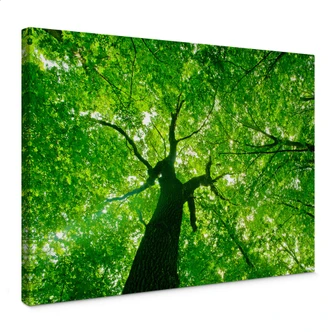 Under the Trees Canvas print 