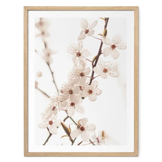Poster Branch with white cherry blossoms - Sisi & Seb 