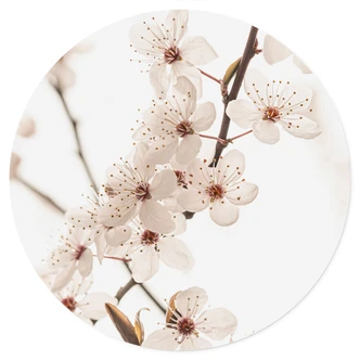 Flower Wall sticker Branch with white cherry blossoms - Sisi & Seb - Round 