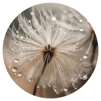 Wall sticker Dandelion in morning dew - Treechild 