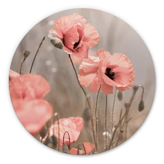 Alu-Dibond Wall Circle Delgado - Poppy Romance 