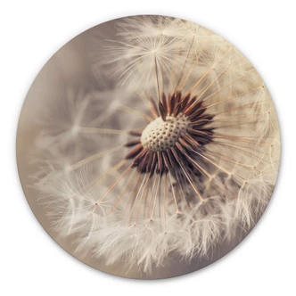 Alu-Dibond Wall Circle Delgado - Dandelion Close up 