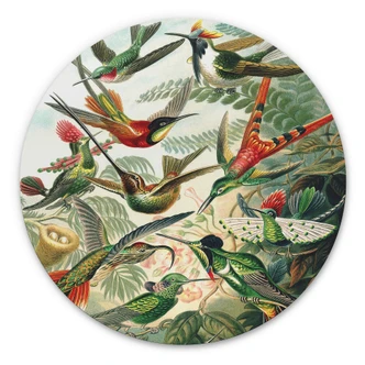 Alu-Dibond Wall Circle Haeckel - Hummingbirds 