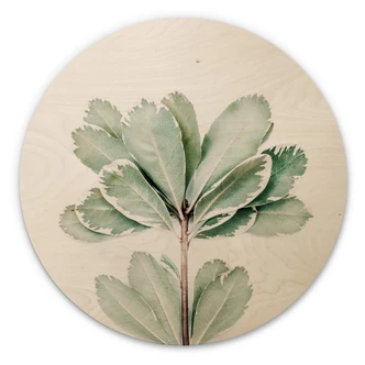 Wall Circle Wood Sisi & Seb - Botanical 