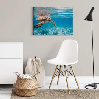 Traveling Turtle Canvas print 