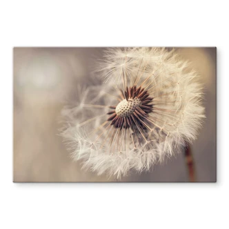 Splashback Delgado - Dandelion 