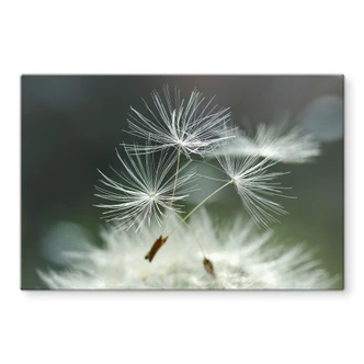 Splashback Delgado - Dandelion diversity 