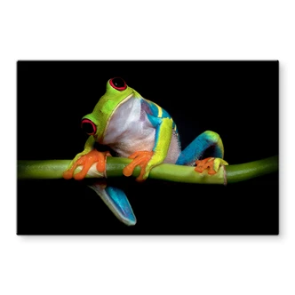 Splashback Valverde – Green Frog 