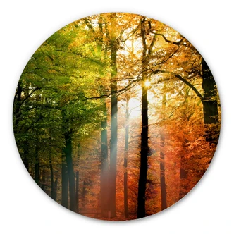 Alu-Dibond Wall Circle Golden Autumn Forest 