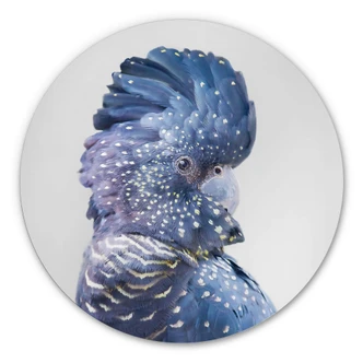 Alu-Dibond Wall Circle Sisi & Seb - Blue Cockatoo 