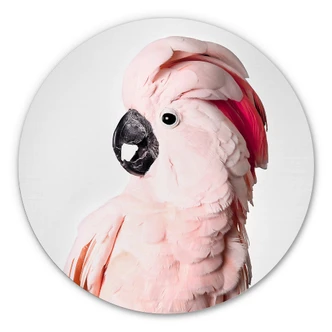 Alu-Dibond Wall Circle Sisi & Seb - Pink Cockatoo 