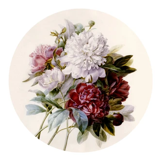 Wall sticker round Redoute - Roses 