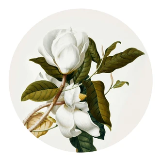 Wall sticker round Ehret - Magnolia 