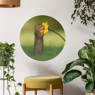 Wall sticker Dick van Duijn - Squirrel smelling flower - round 