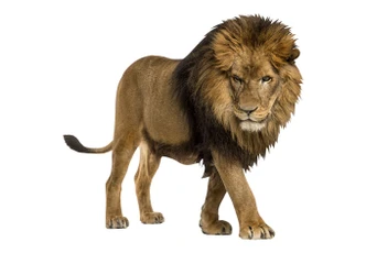 Real Lion Wall sticker 
